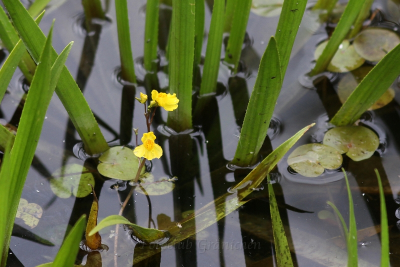 Utricularia australis.JPG